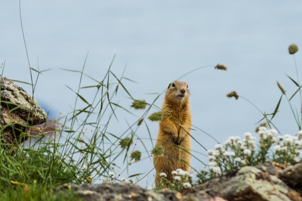 Байкальский суслик