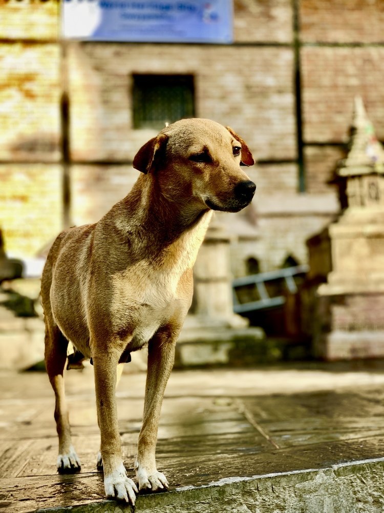 Golden Photo, Golden Look.