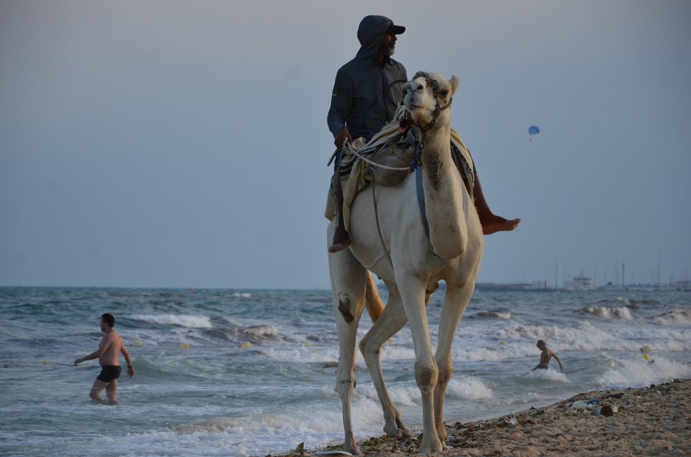 Прокатчик верблюдов.