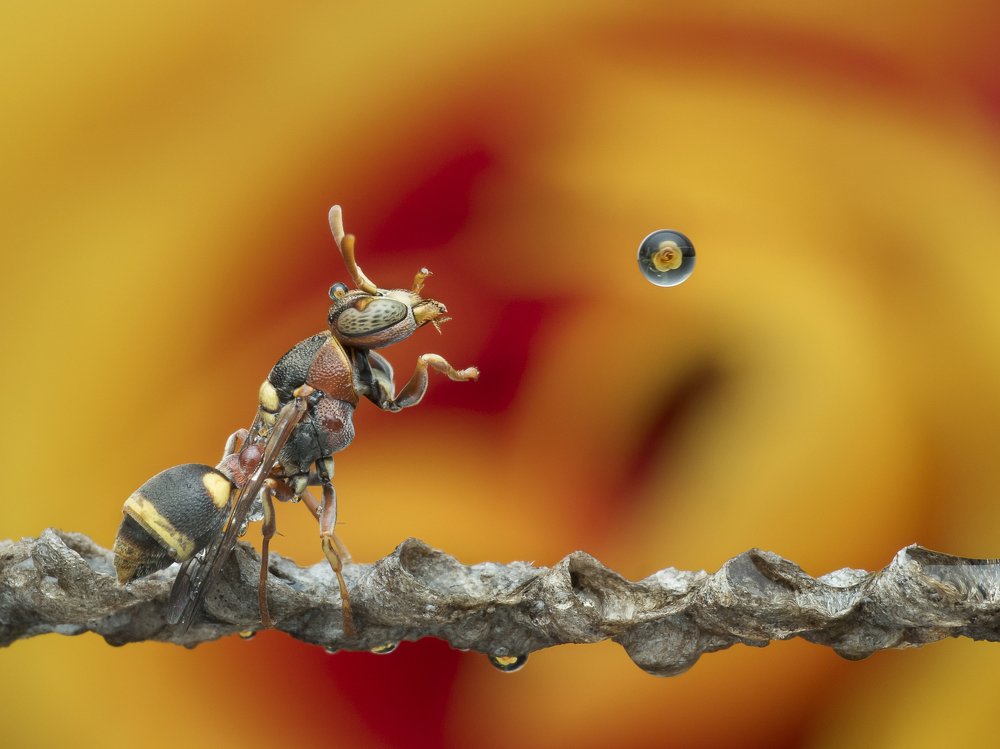 Wasp Blowing Water Bubble
