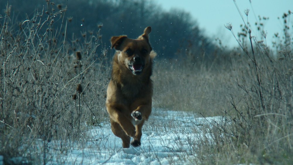 My dog