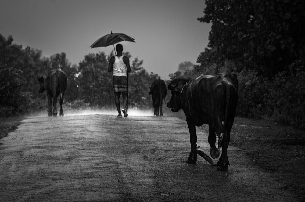 A FARMAER ON A RAINY DAY