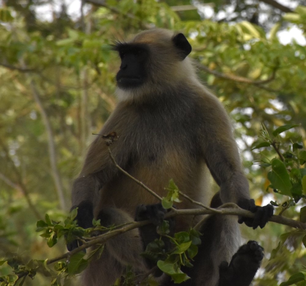 Photograph by Madhumanti Chatterjee