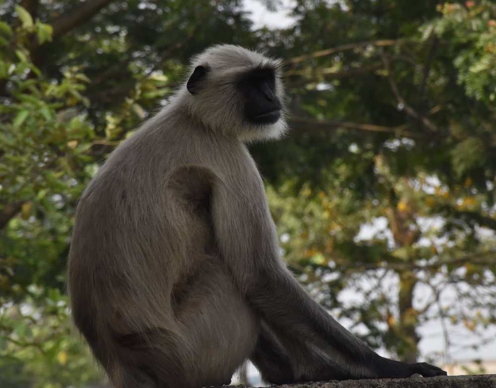 Photograph by Madhumanti Chatterjee