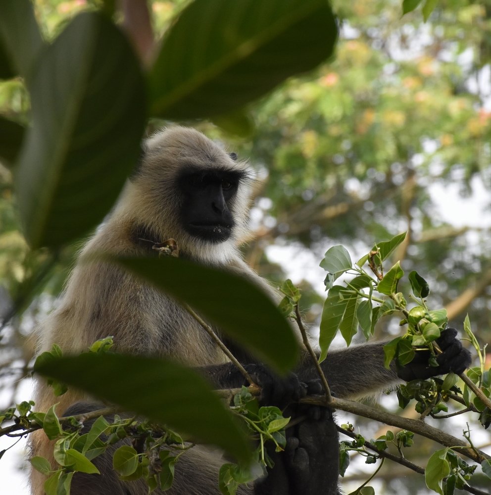 Photograph by Madhumanti Chatterjee