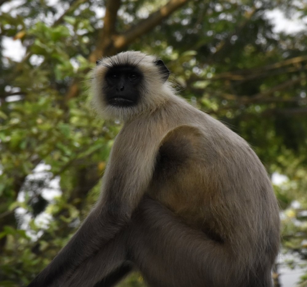 Photograph by Madhumanti Chatterjee