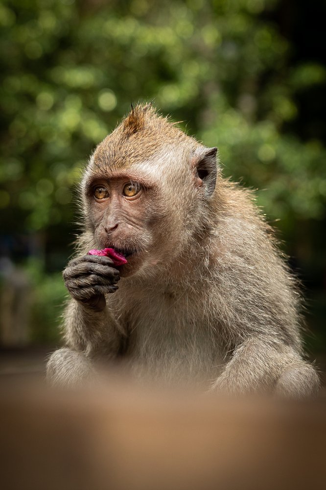 Photograph by Olasz Laszlo