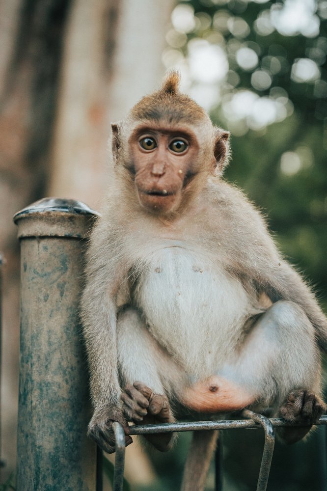 Photograph by Olasz Laszlo