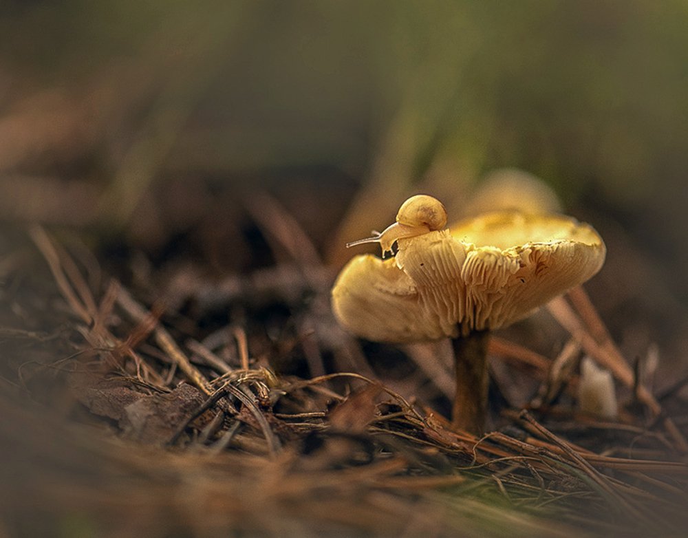 Photograph by Елена Осколкова