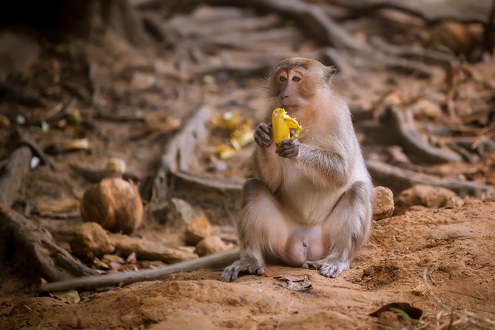 В тени лиан...