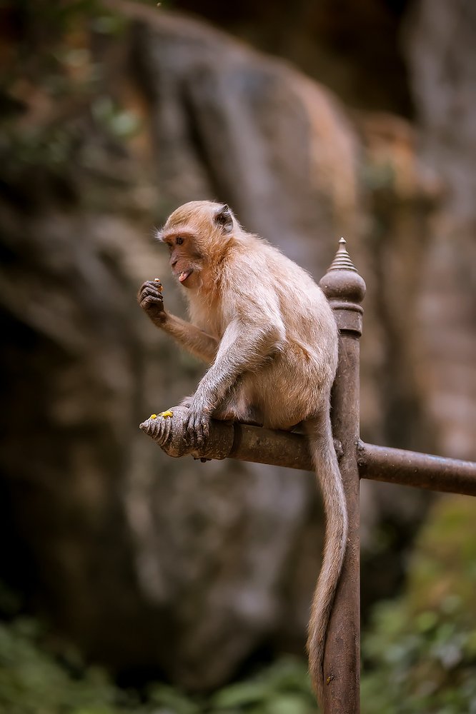 Высоко сижу, далеко гляжу
