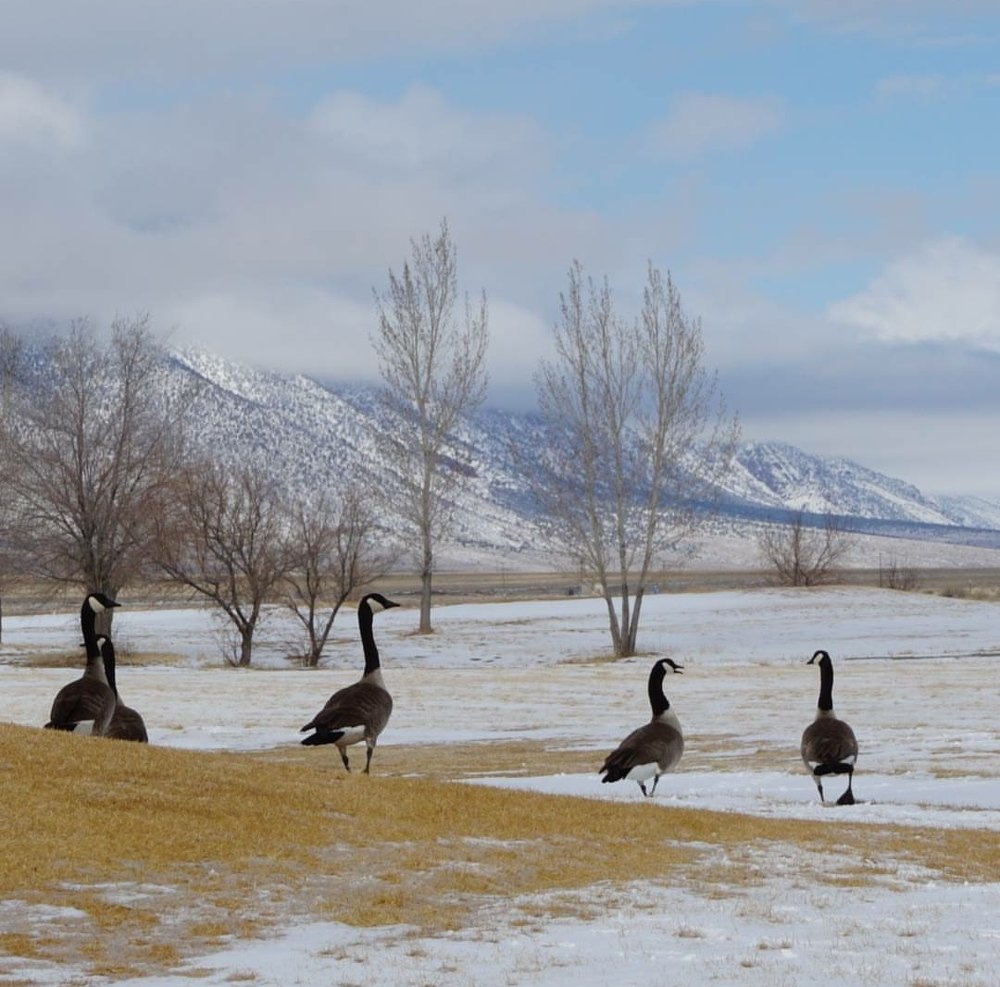 Winter morning in Round mountain