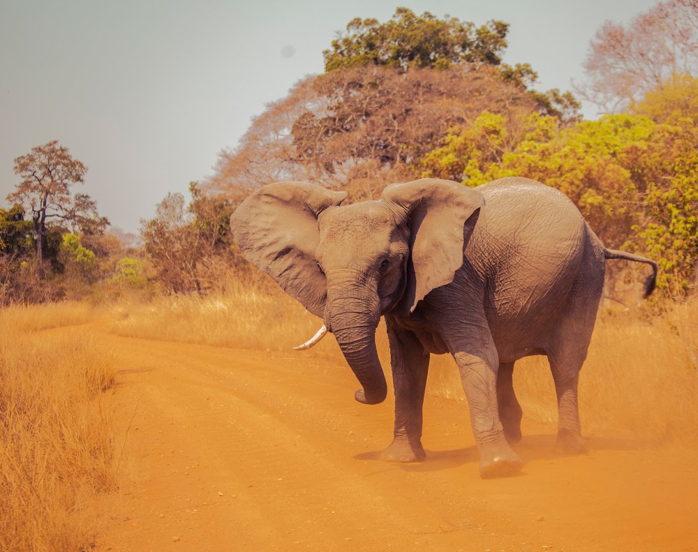 elephant pose in dust