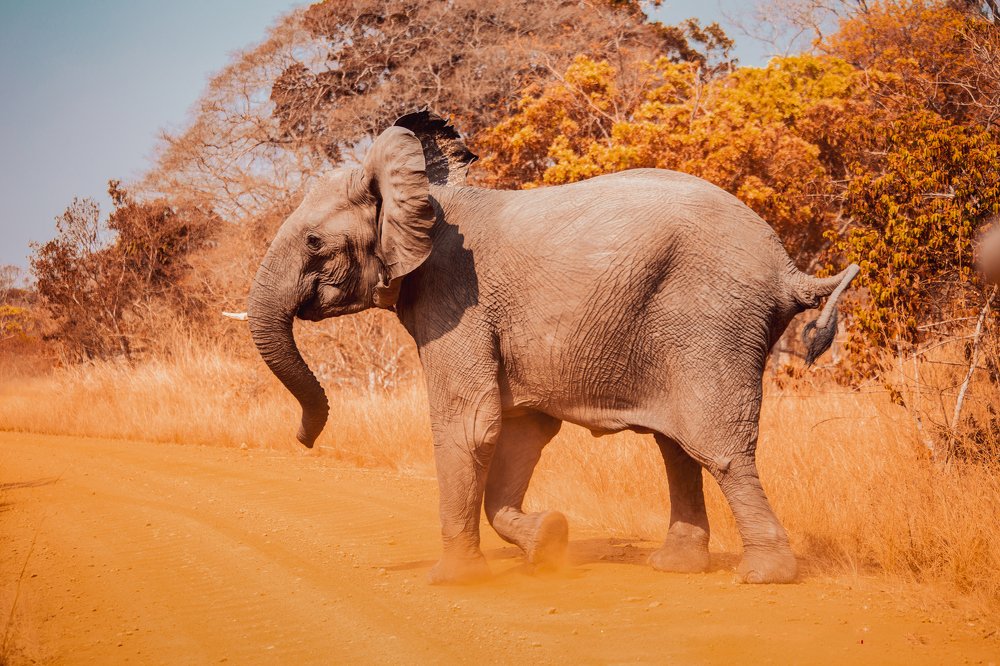 Stamping elephant