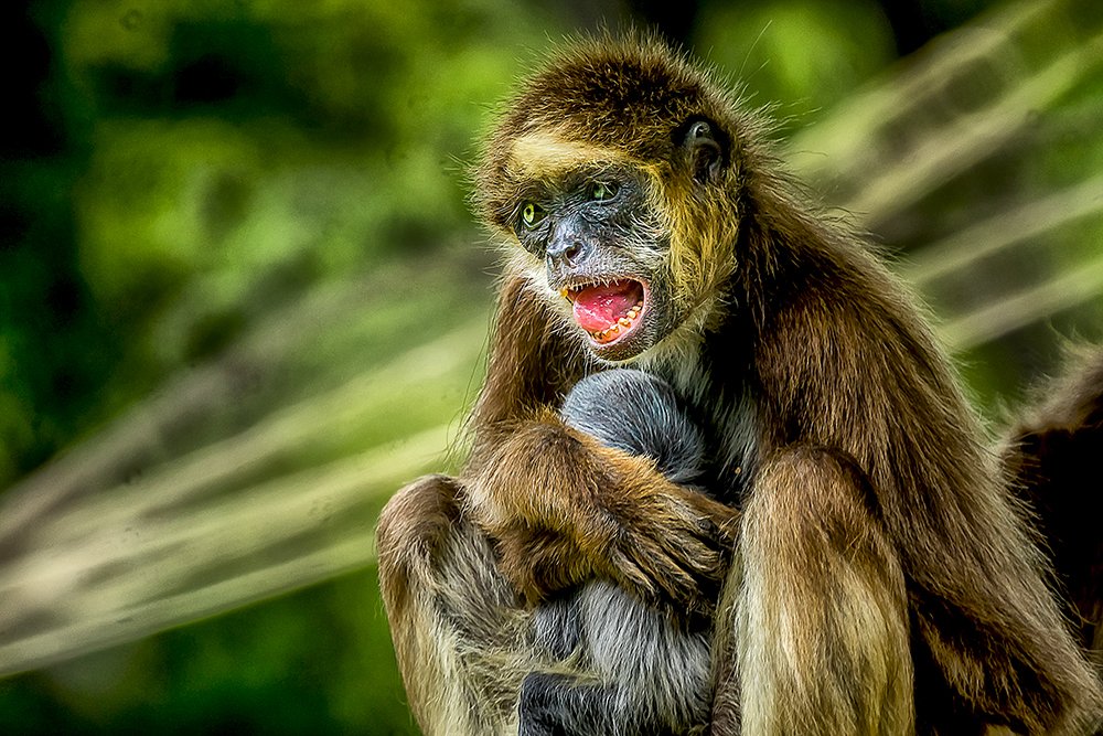 Фотография автора Rodolfo Pimentel