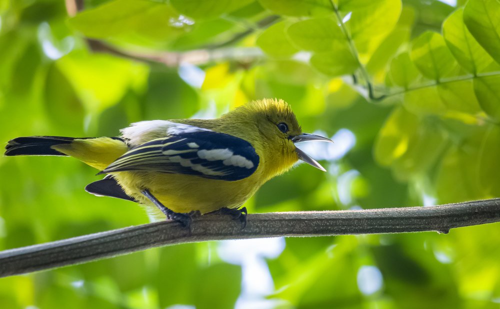 Photograph by Shuvo Sarker