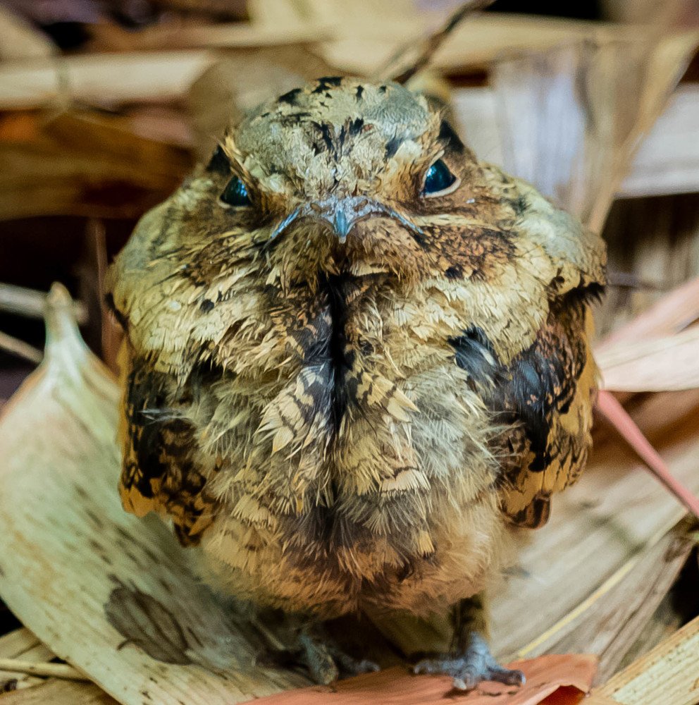 Photograph by Shuvo Sarker