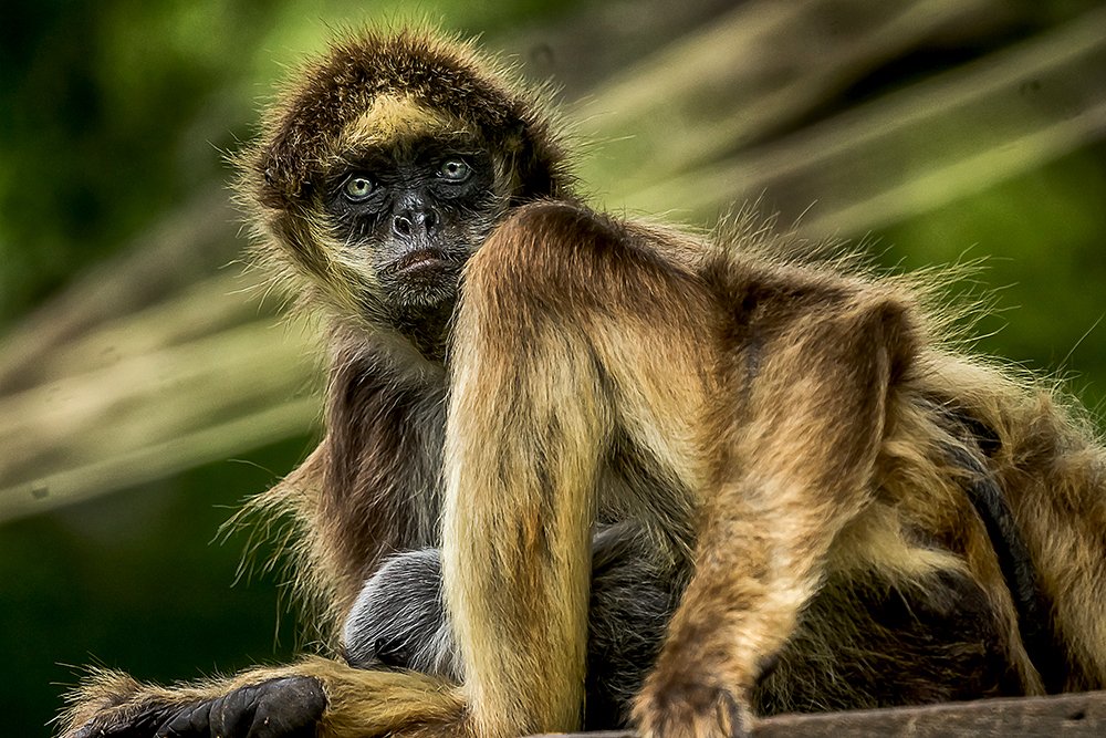 Фотография автора Rodolfo Pimentel