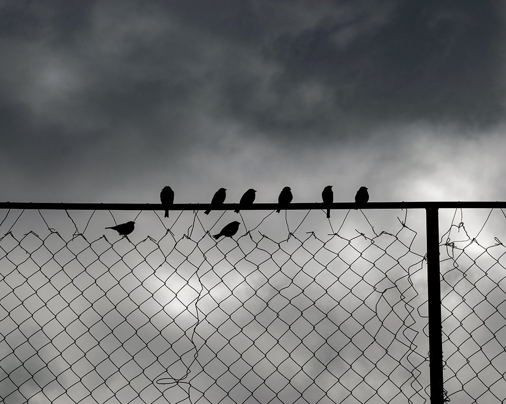 Photograph by Amir Ramezani