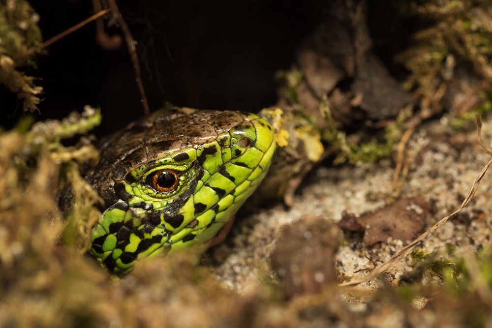 Photograph by Марина Хилько