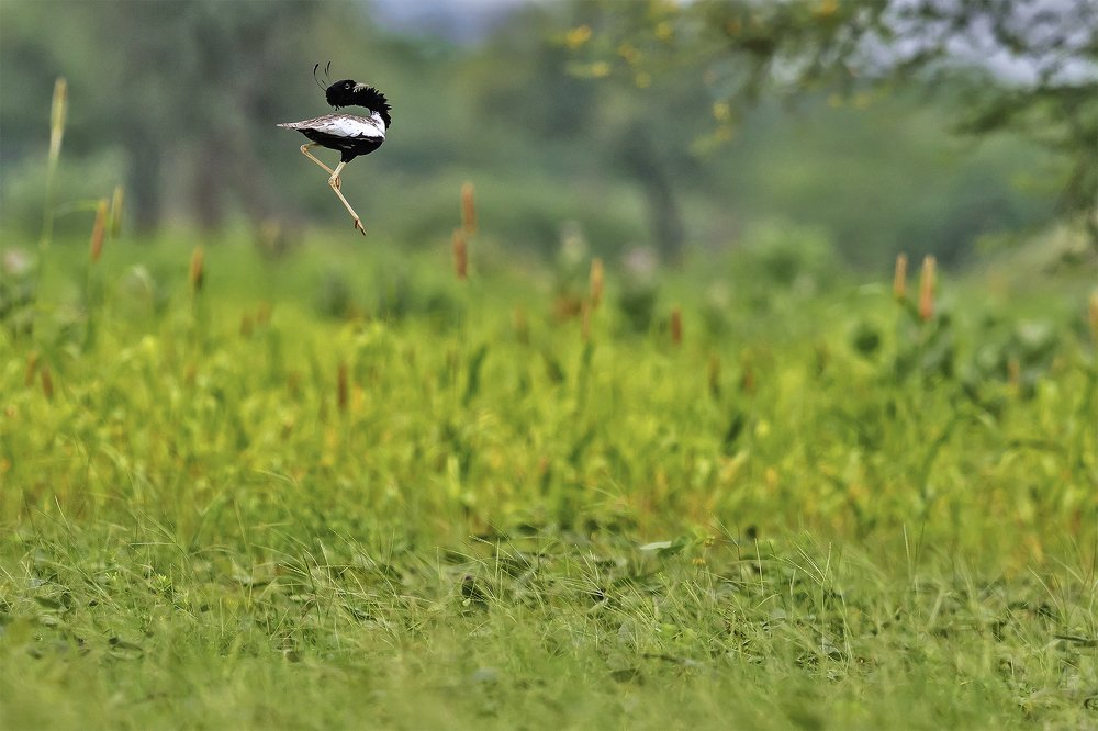 The jumping lover boy