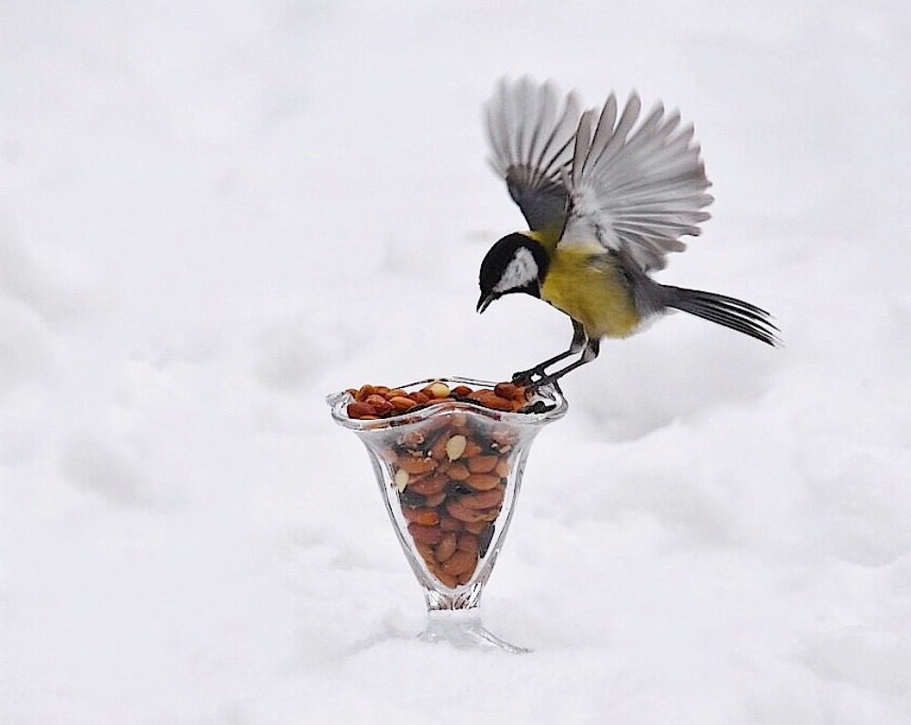 Photograph by @bersenika