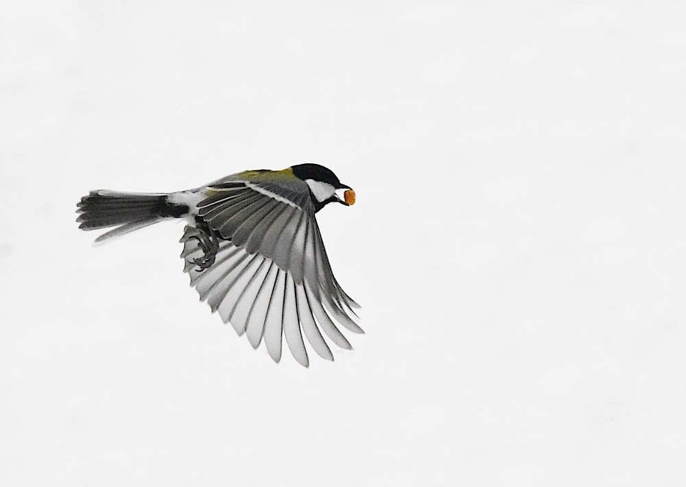 Photograph by @bersenika