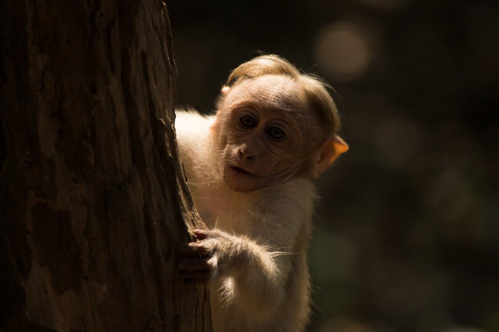 Baby Bonnet Macaque Peeks Out From Hiding Place