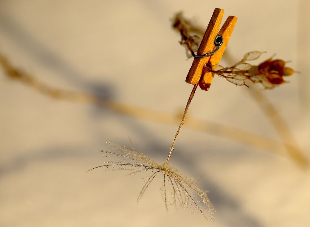 Лето на прищепке