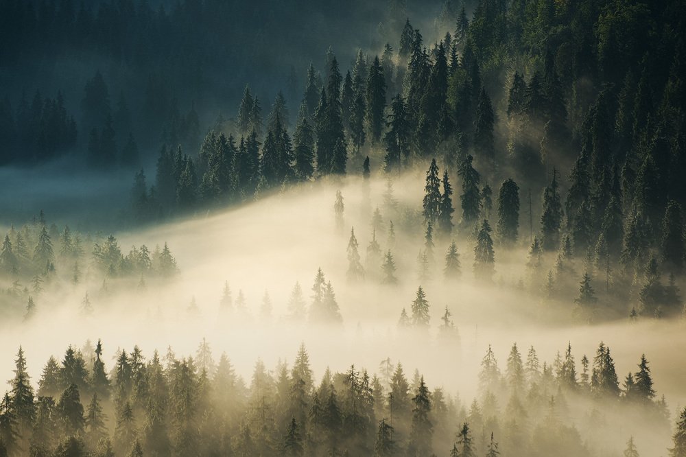 Photograph by Stefan Chirobocea