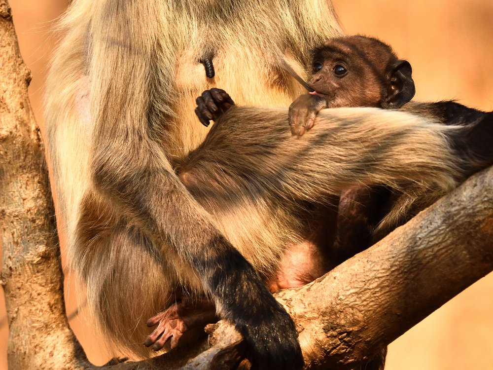 Photograph by Soumitra Bose