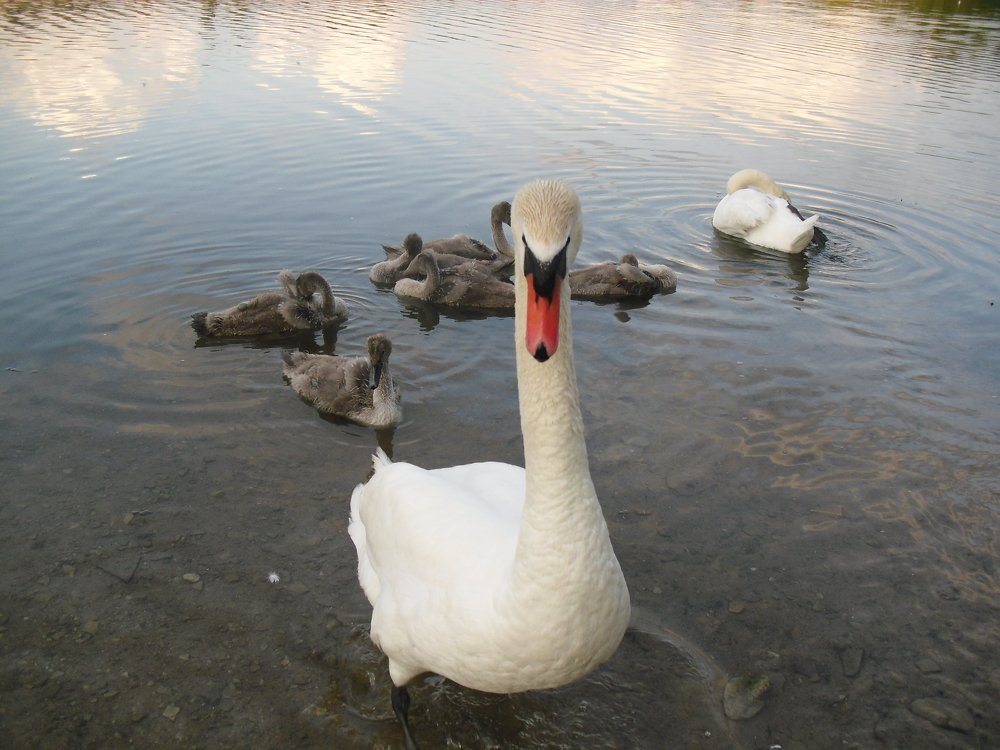 Photograph by Ольга Шевцова