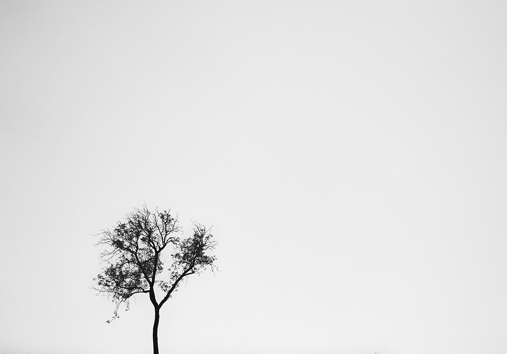 lonely trees