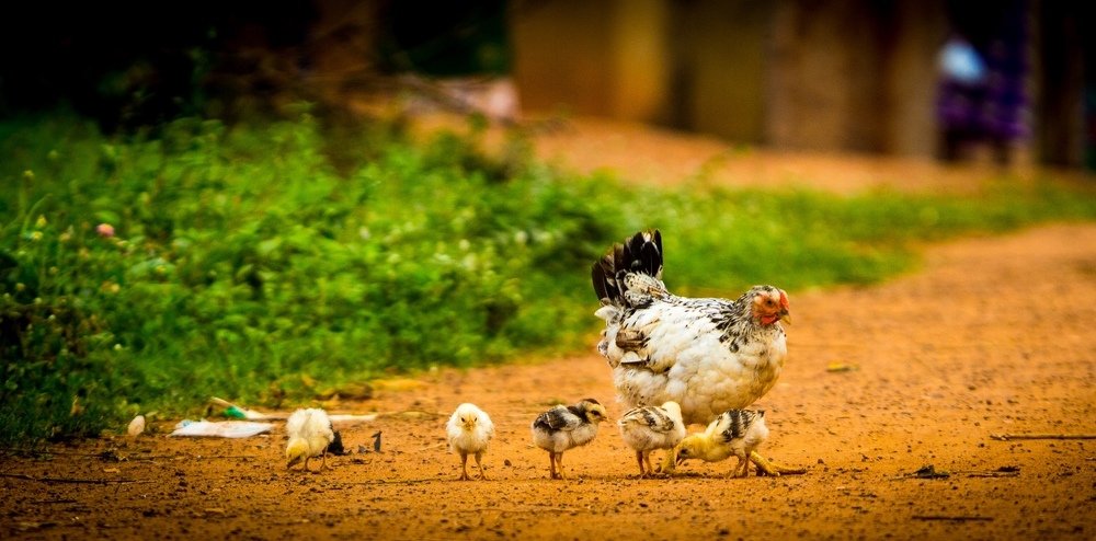 Photograph by aristide ignace kouakou konan
