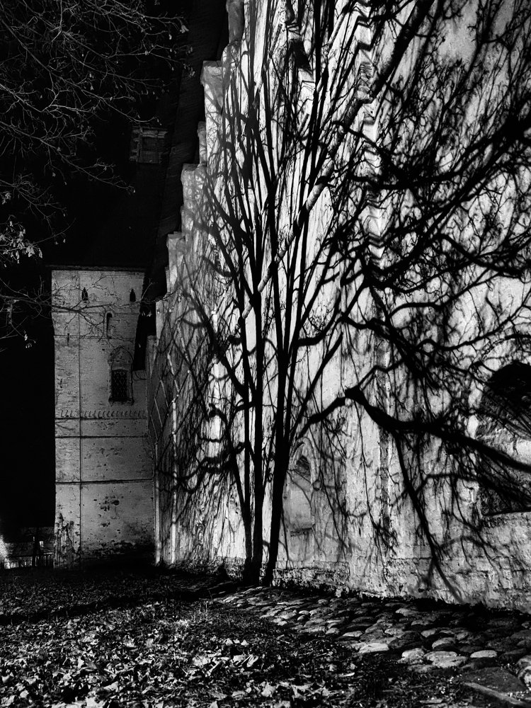 Тень дерева