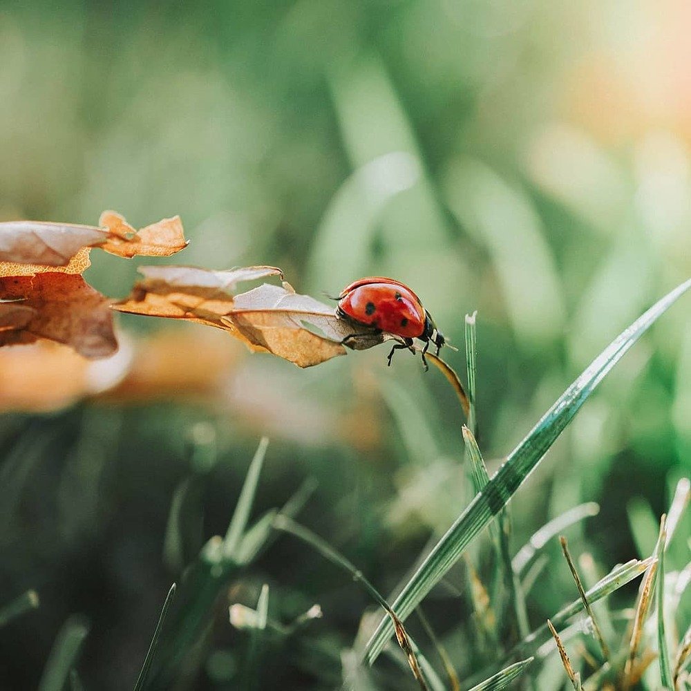 Photograph by Nicoleta Ciobotar