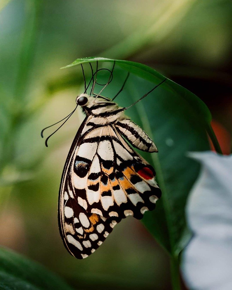 The little butterfly