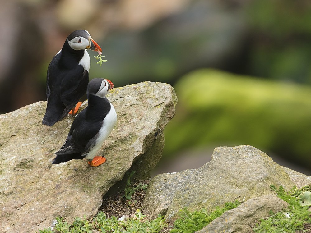 Photograph by Дмитрий Симбаев