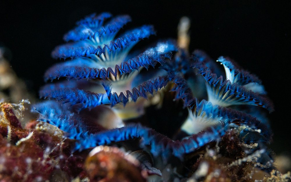 Polychaete