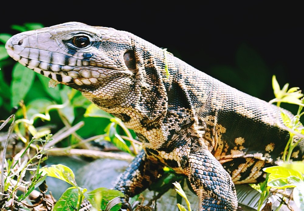 O Lagarto