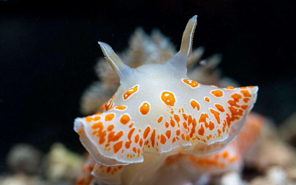 Nudibranch