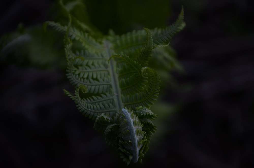 В поисках цветка папоротника...