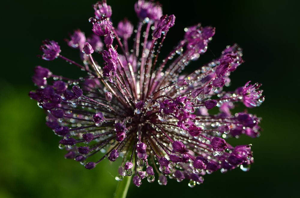 Мои драгоценности)))