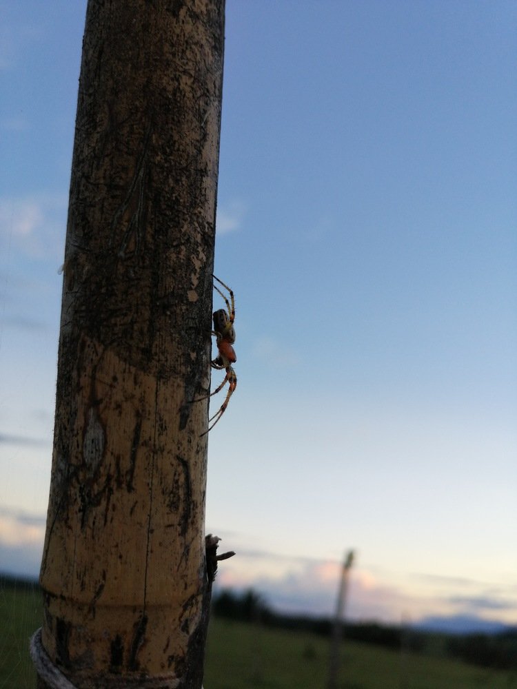 Photo #4126428