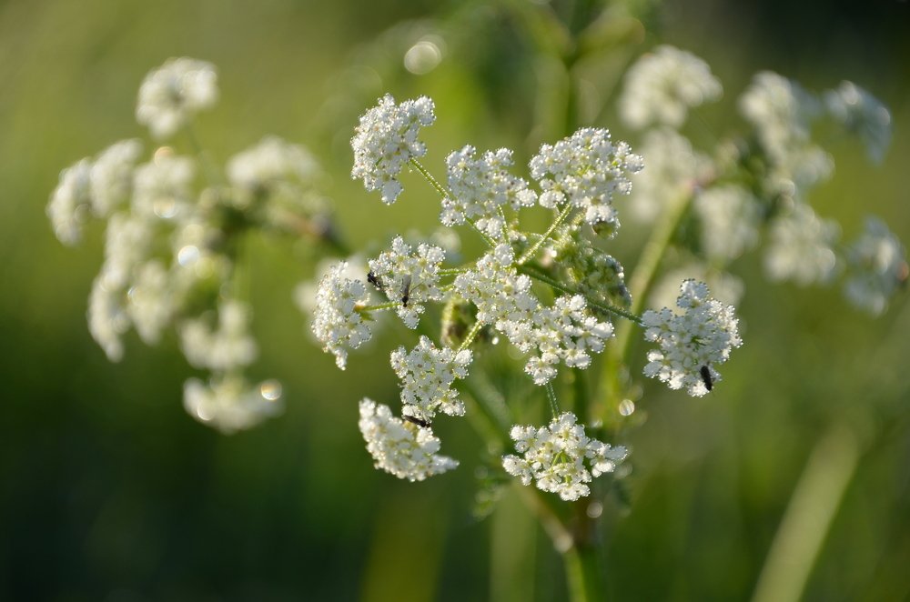 Утром за околицей...