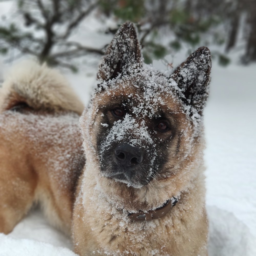 Новогодний подарок