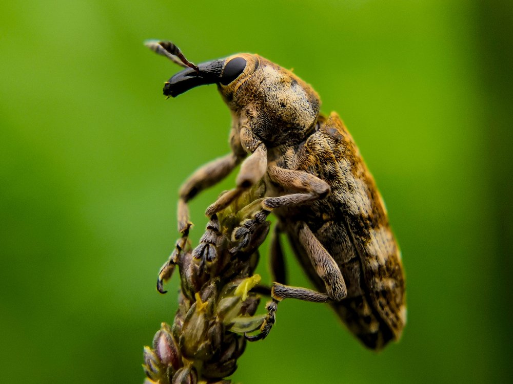 Weevil beetle