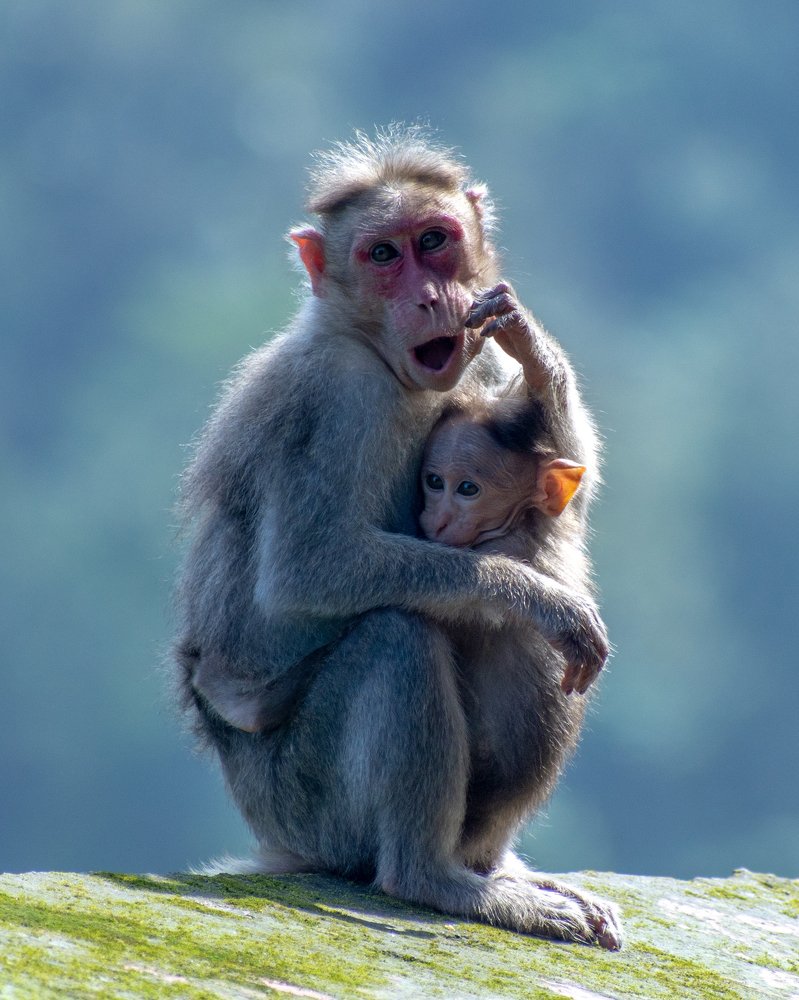 Photograph by Umesh Kumar PR