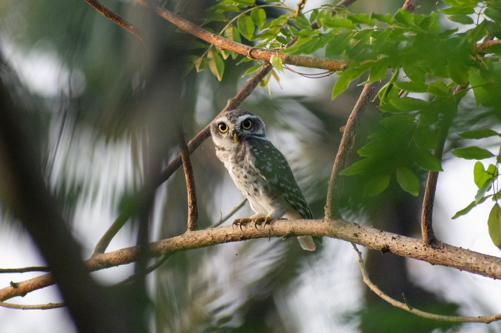 Photograph by Umesh Kumar PR