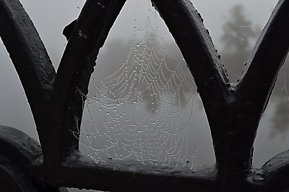 Серебряная паутина